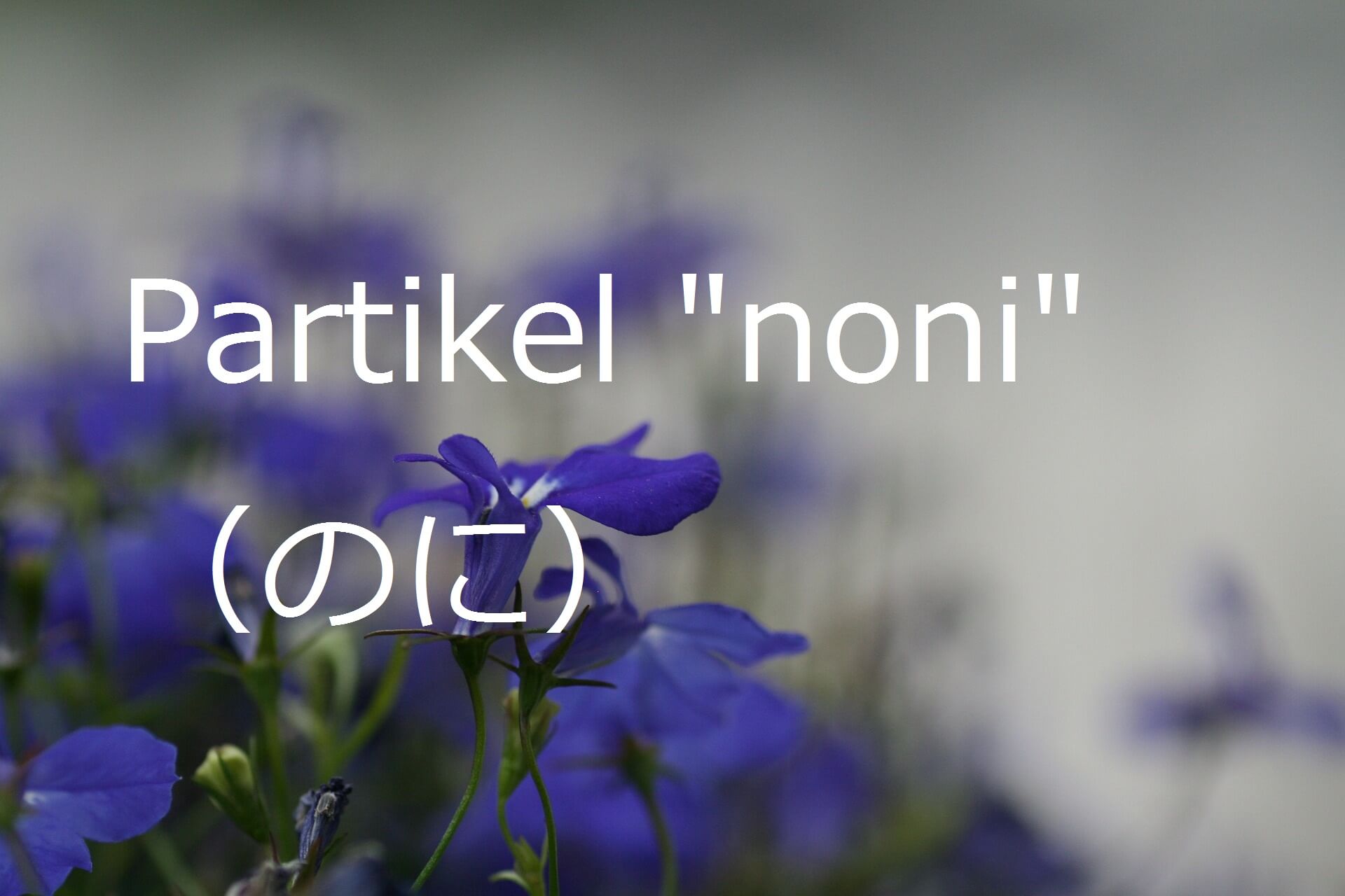 Partikel “noni” – Belajar Bahasa Jepang